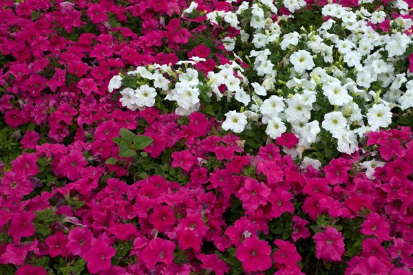 Transform your glasgow gardens: harness stormwater solutions with creative rain garden designs